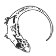 /var/www/production/pictilo/magento/media/designproduct/galleries/BodumTM35/Image/animal-cameleon-new.png