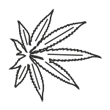 /var/www/media/designproduct/galleries/BodumTM35/Image/floral6.png